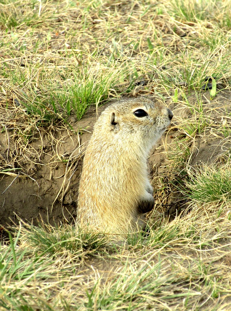 Gopher hole in the grass